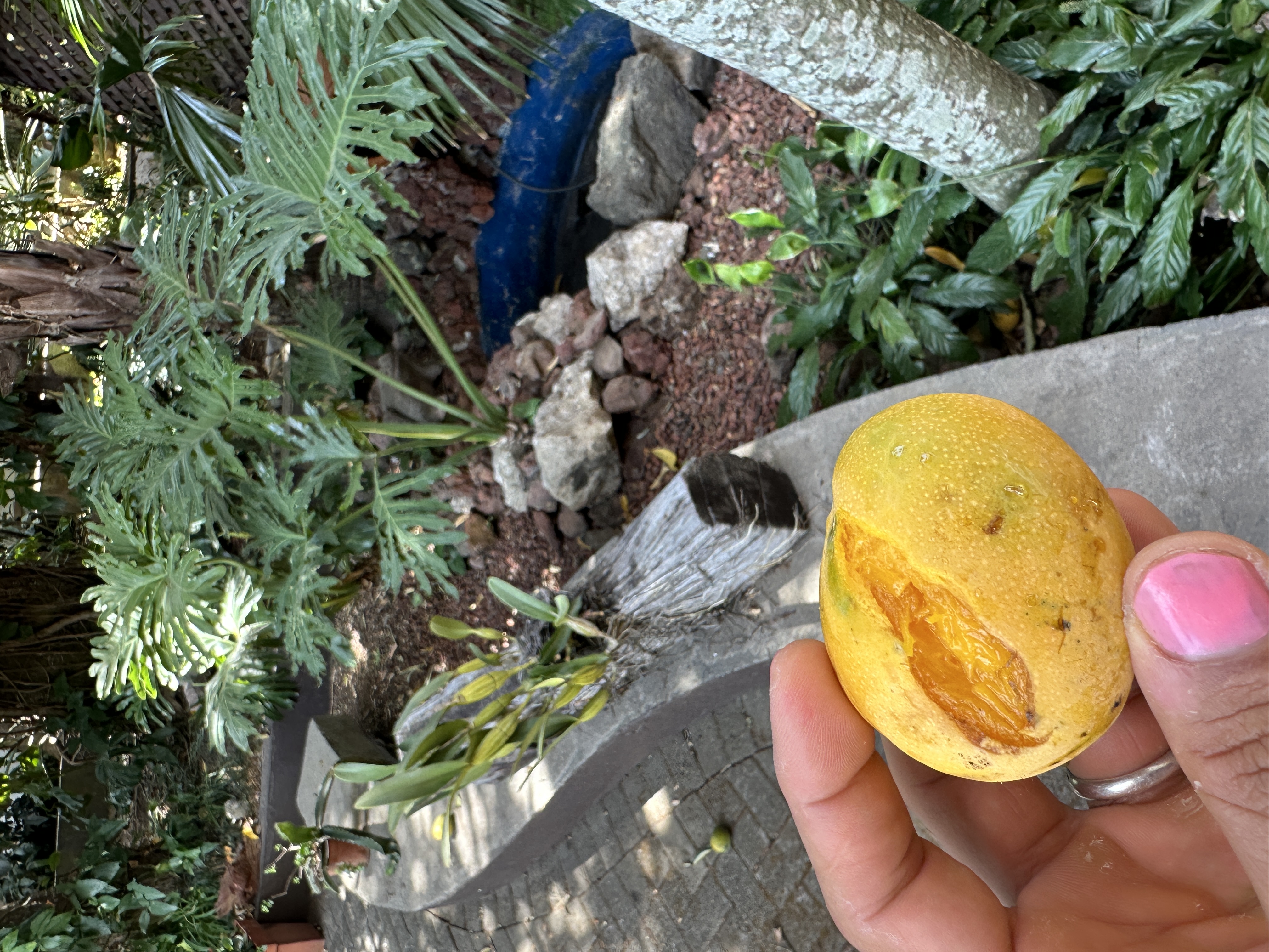 image of fresh mango